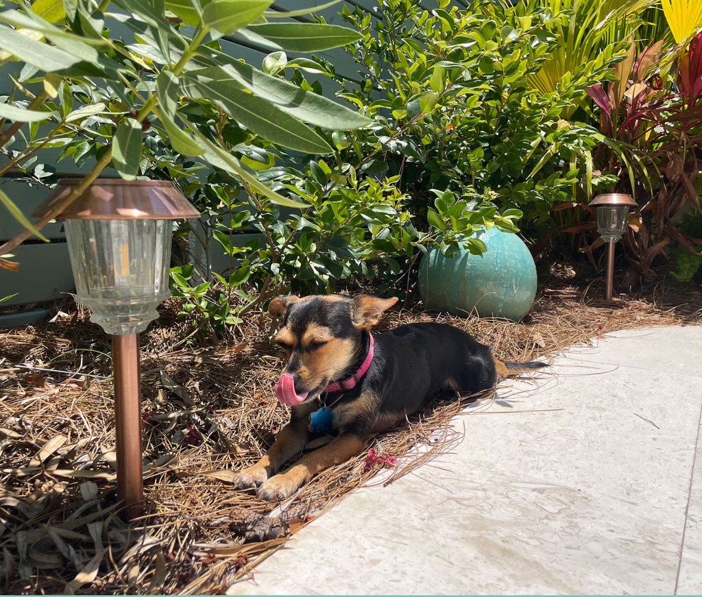 Brown Chihuahua Sitting Among Solar LED Patio Walkway Lights In Bushes