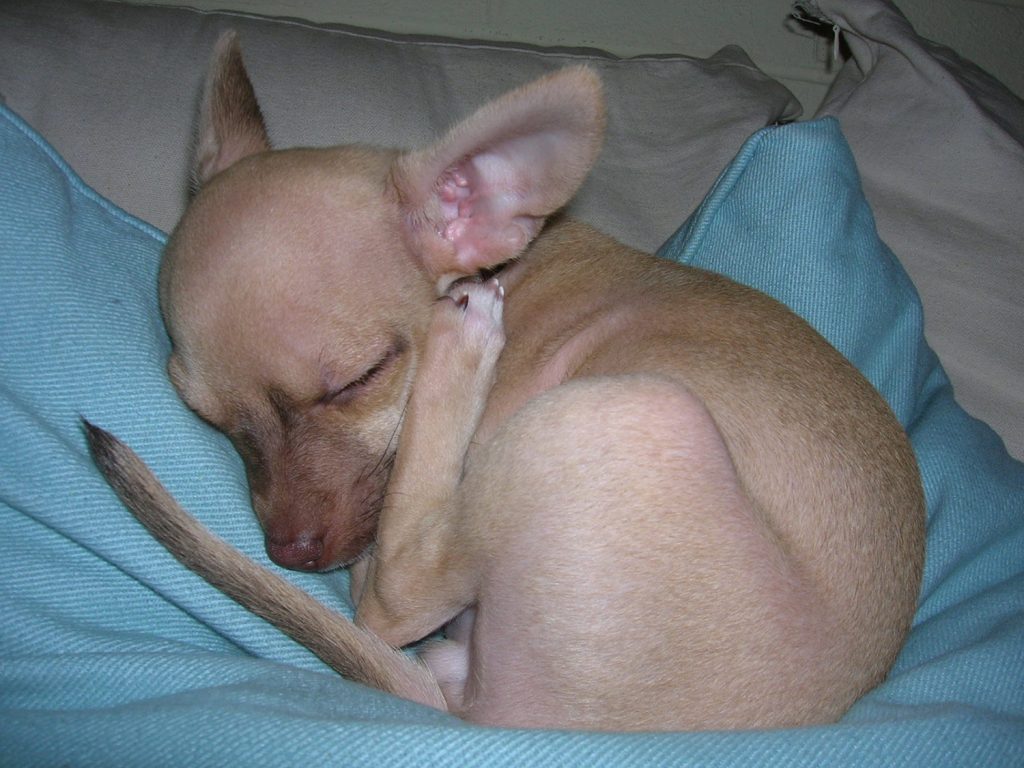 Baby fawn colored chihuahua with foot near ear