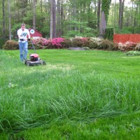 How To Grow Lush Grass (Overseeding & Starter Fertilizer)