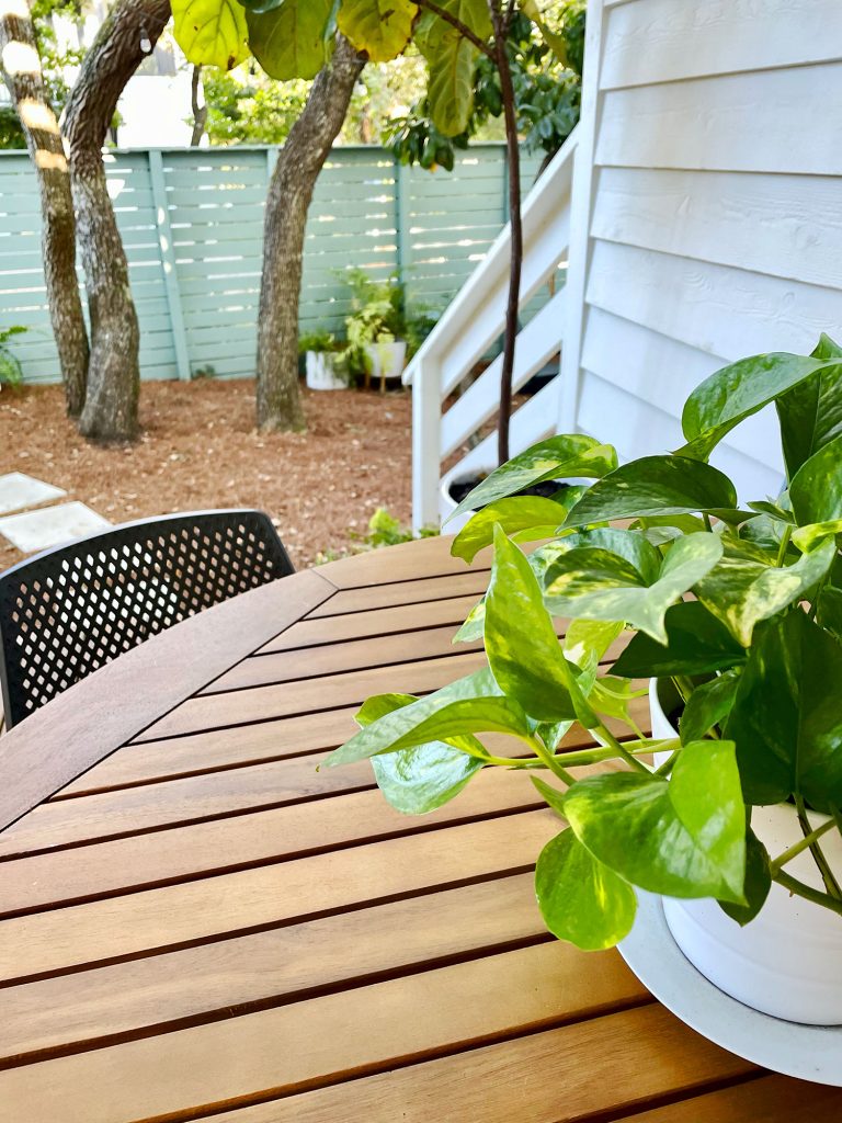 Detail of wood table and potted pothos plant