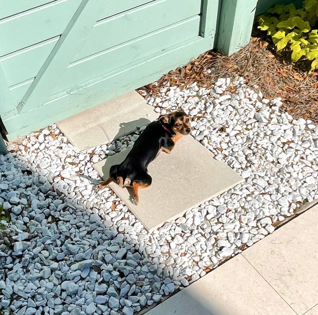 Penny the chihuahua yorkie laying flat on outdoor patio paver